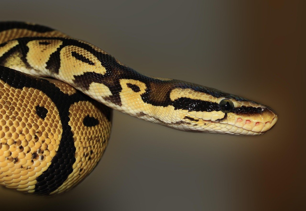 Pourquoi Python est-il devenu le langage de programmation le plus populaire ?